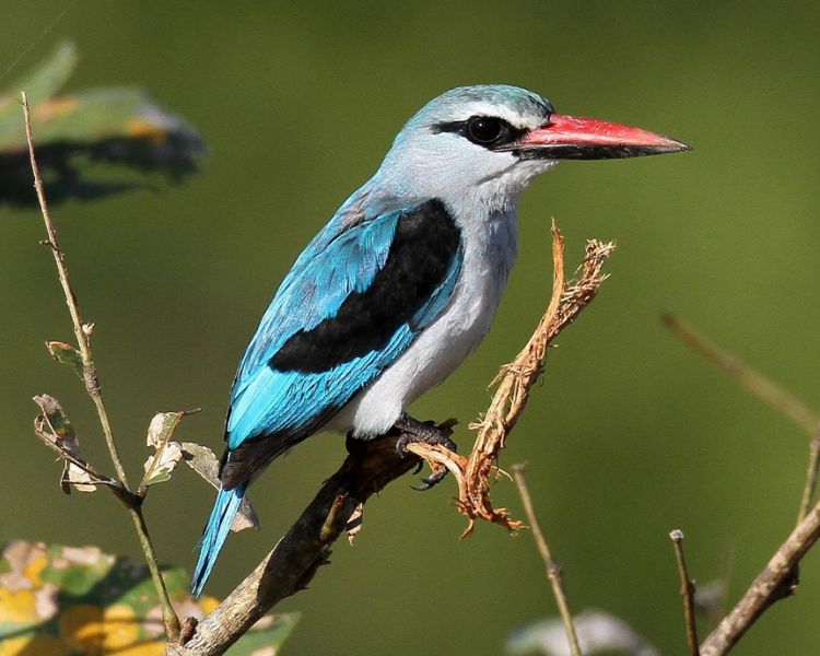 Exploring the Enchanting Woodland Kingfishers: Masters of the Forest Canopy