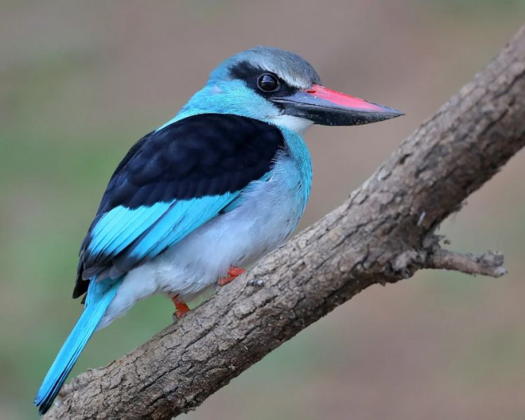 Exploring the Enchanting Woodland Kingfishers: Masters of the Forest Canopy