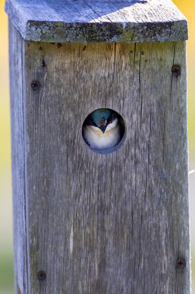 Creating a Tree Swallow Haven in Your Yard: A Step-by-Step Guide