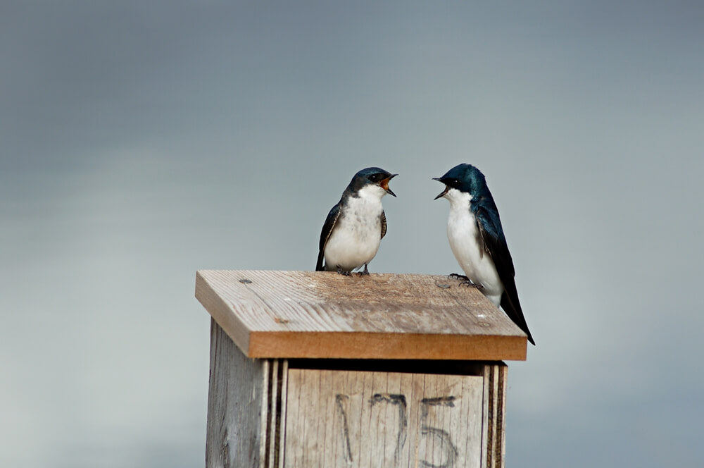 Creating a Tree Swallow Haven in Your Yard: A Step-by-Step Guide