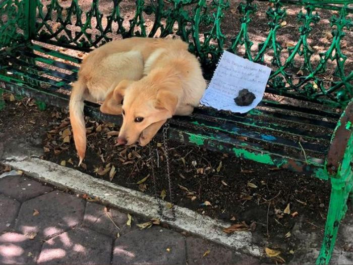 Chú chó bị bỏ rơi ở ghế công viên kèm mảnh giấy với những nét chữ nguệch ngoạc gây xúc động Ảnh 1