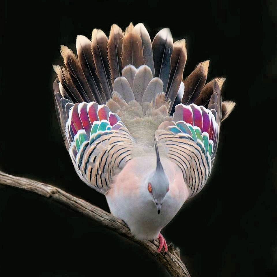 The crested pigeon (Ocyphaps lophotes) spotted in Werribee, Australia | Crested pigeon, Beautiful birds, Pet birds