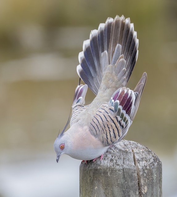Crested Pigeon - eBird