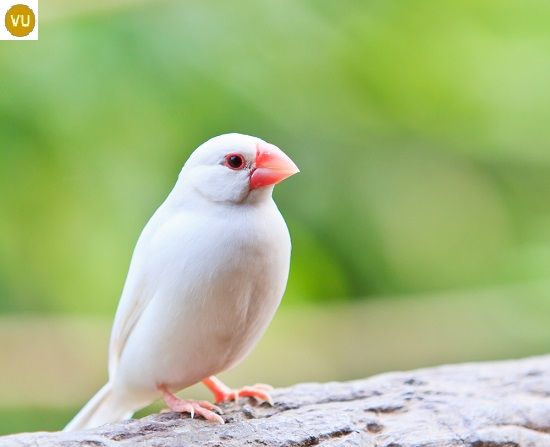 A Vision of Beauty: The Snow-White Feathers and Red Beak of a Stunning Bird