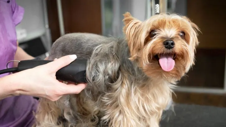 Is It OK To Shave Your Dog’s Coat In The Summer?