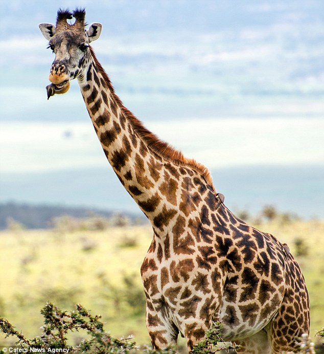 Open wide: A giraffe gets a thorough dental check-up by a red-billed oxpecker in the Ngorongoro Conservation Area in Tanzania