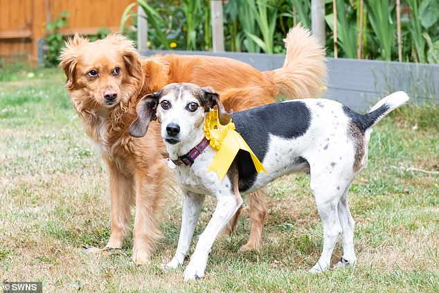 After Bonnie's roaring success winning a rosette, her owner Peter suggested he and his wife Paula consider entering her in more competitions with Cleo