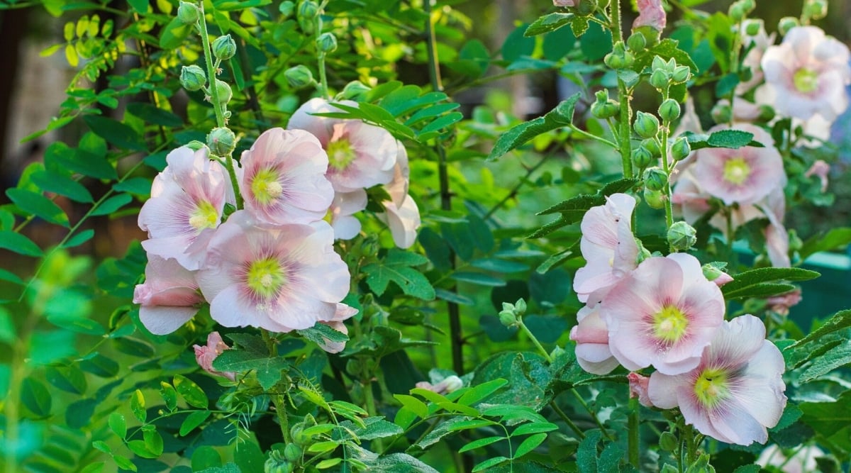 Сlose -up of the blooming Hollyhocks plant in the deciduous green garden. The plant has tall strong stems covered with lobed, hairy, dark green leaves and large single cup-shaped pale-pink flowers with greenish-yellow centers.