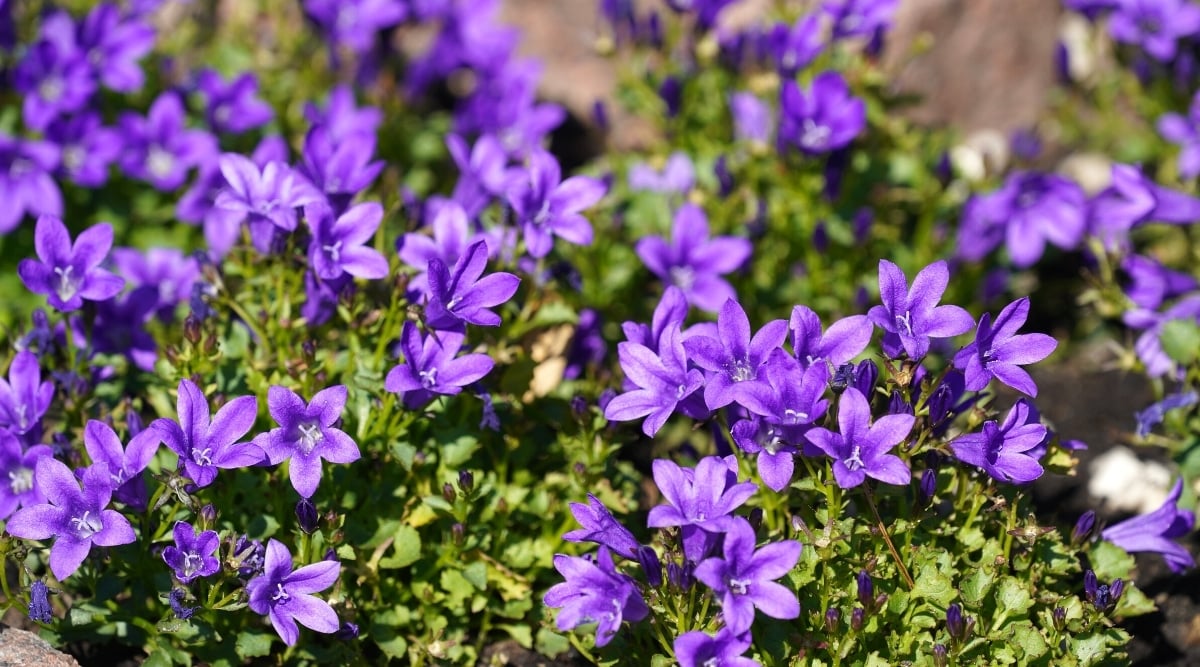 Large lan of the flowering plant Campanula spp. In the sunny garden. This ground cover plant has small, pale green, jagged leaves and small bell-shaped purple flowers.