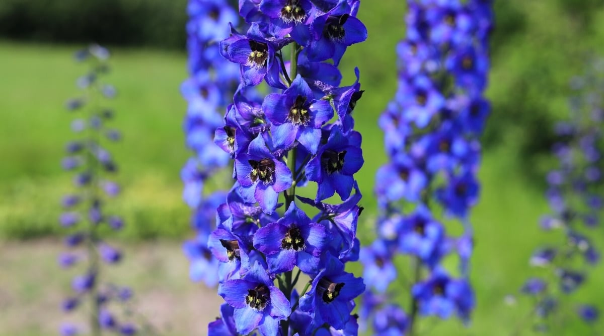 The close -up of the blooming Delphinium in the garden on the blurry background of the flowering garden. The plant has a high stem covered with rich blue bell-shaped flowers with black centers.