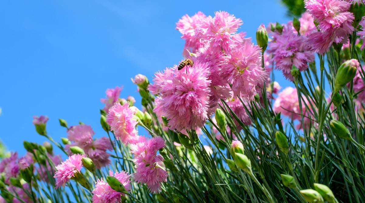 The close-up of the bee pollinating Dianthus Caryophyllus flowers, against the background of the blue sky. The flowers are small, double, and consist of magnificently rounded flower heads of thin pale pink petals with cut edges.
