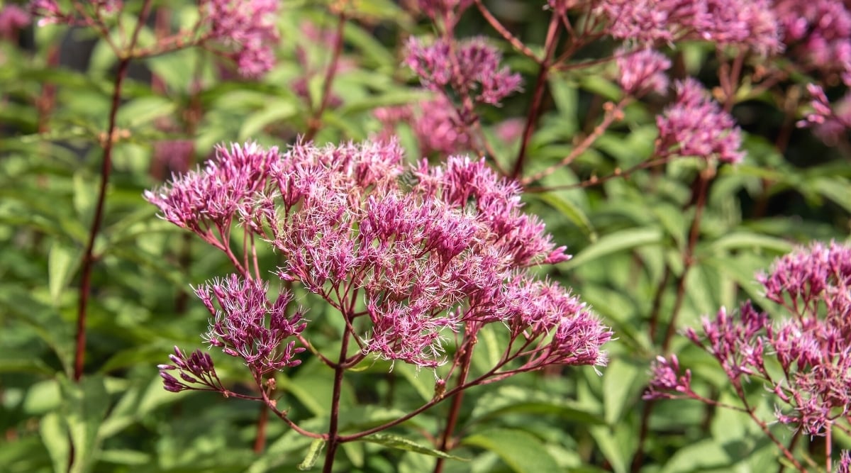Close-up of a flowering Eutrochium dubium against a blurred background of pale green foliage. The stems are tall, burgundy and support large foamy purple flowers that will develop into attractive seed heads.