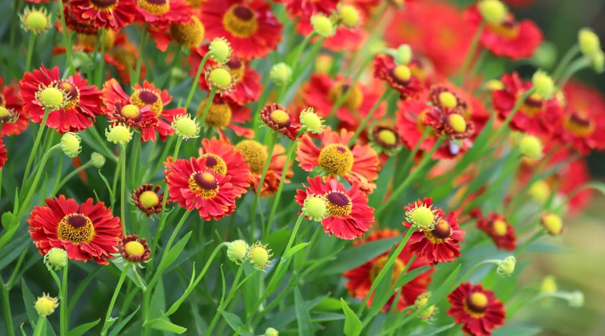 Close-up of many blooming Helenium autumnale flowers in a sunny garden. The flowers are small, have a round convex pad in the center, surrounded by orange-yellow petals. The leaves are lanceolate, blue-green, with serrated edges.