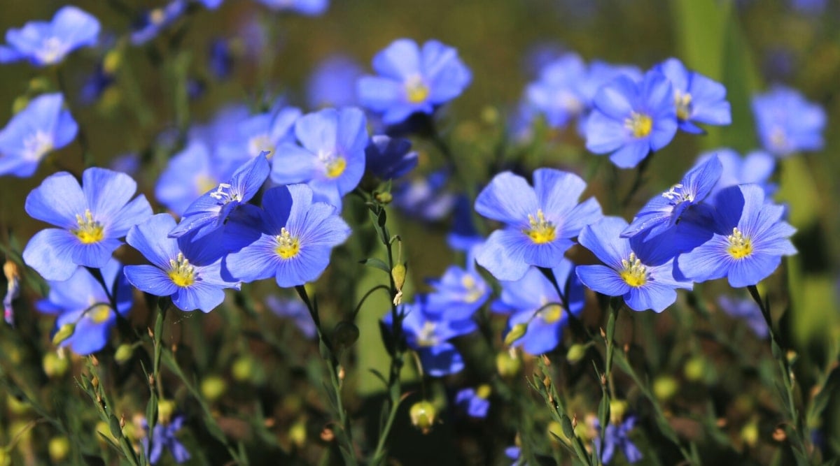 The close -up of Linum Perenne flowering flowers in the sunny garden. The flowers are small, saucer-shaped, bright blue with yellow centers.