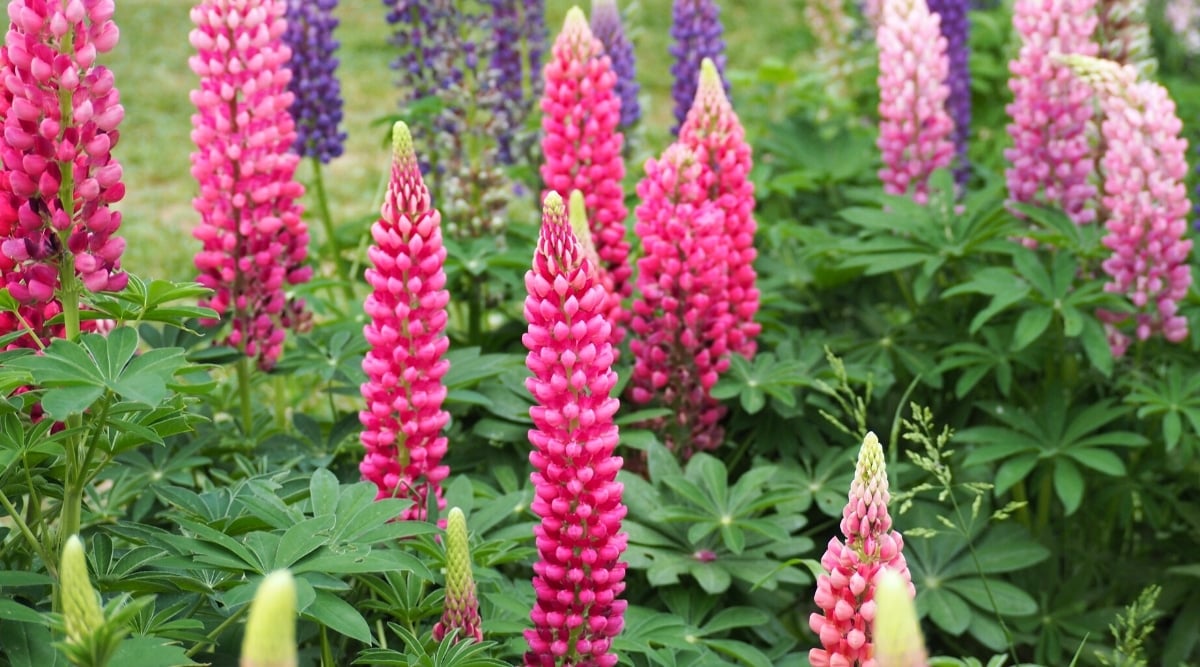 Close-up of a flowering Lupine plant in a sunny garden. The plant has tall spiky inflorescences consisting of bright pink pea-like flowers. The leaves are palmately compound, palmately divided, dark green.
