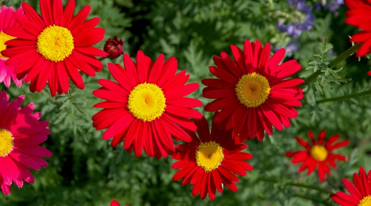 Close-up of blooming flowers of Tanacetum coccineum in a sunny garden, against a blurred green background. The flowers are large, daisy-like, with bright pink narrow double petals and bright yellow round centers.