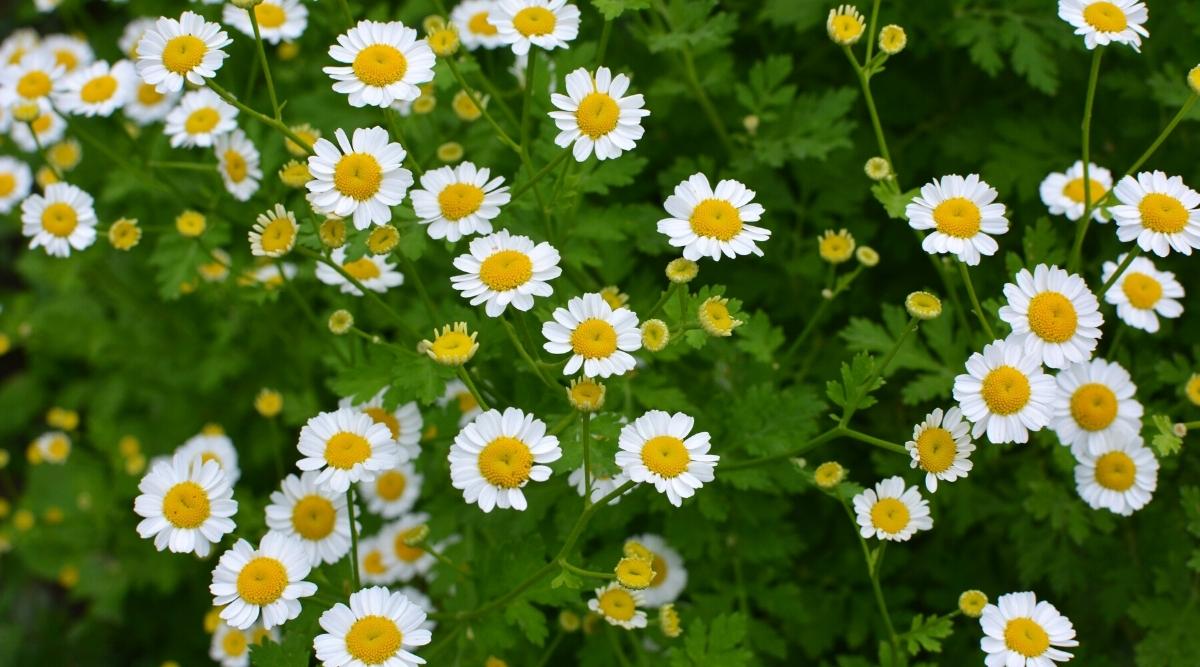 Top view, close -up of the blooming plant Tanacetum Parthenium on a blurred green background. The plant has many tiny white daisy-like flowers with bright yellow centers.