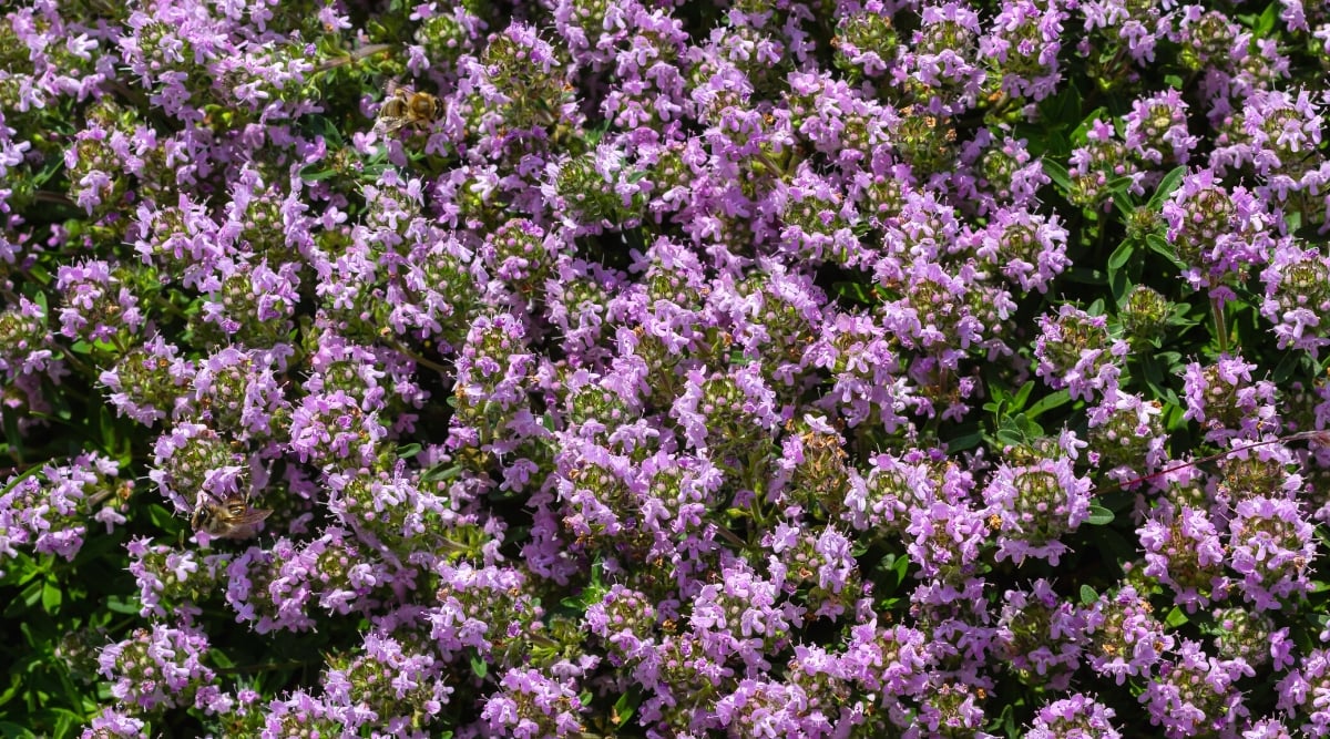 The close -up of the flowering Thymus Serpyllum on a blurry background in a sunny garden. The plant has wood stems covered with tiny oval green leaves and small tubular pink flowers. The bee pollinates Thymus flowers.