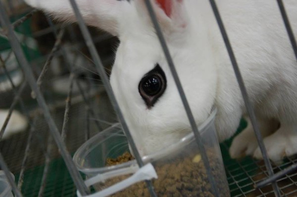 Gặp gỡ Dwarf Hotot, loài thỏ "kẻ mắt" dễ thương nhất thế giới 2