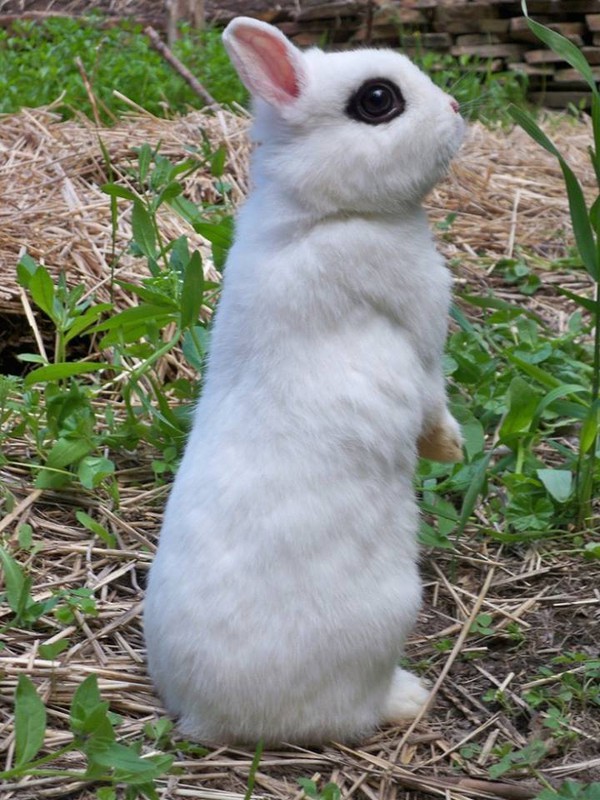 Gặp gỡ Dwarf Hotot, loài thỏ "kẻ mắt" dễ thương nhất thế giới 11
