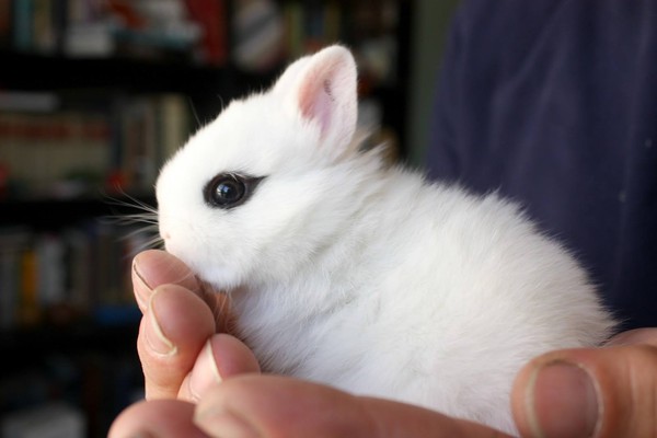 Gặp gỡ Dwarf Hotot, loài thỏ "kẻ mắt" dễ thương nhất thế giới 12