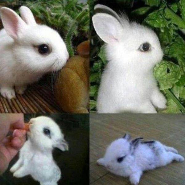 Gặp gỡ Dwarf Hotot, loài thỏ "kẻ mắt" dễ thương nhất thế giới 13