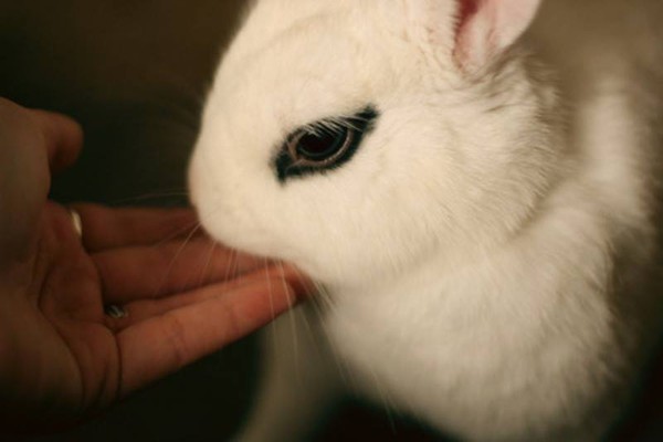 Gặp gỡ Dwarf Hotot, loài thỏ "kẻ mắt" dễ thương nhất thế giới 14