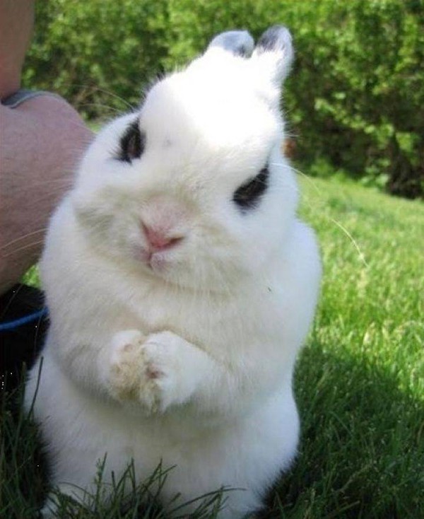 Gặp gỡ Dwarf Hotot, loài thỏ "kẻ mắt" dễ thương nhất thế giới 16