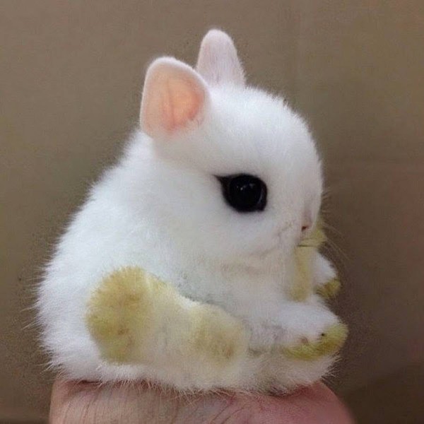 Gặp gỡ Dwarf Hotot, loài thỏ "kẻ mắt" dễ thương nhất thế giới 17
