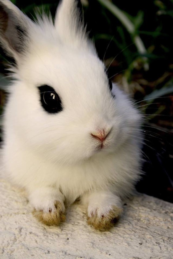 Gặp gỡ Dwarf Hotot, loài thỏ "kẻ mắt" dễ thương nhất thế giới 3