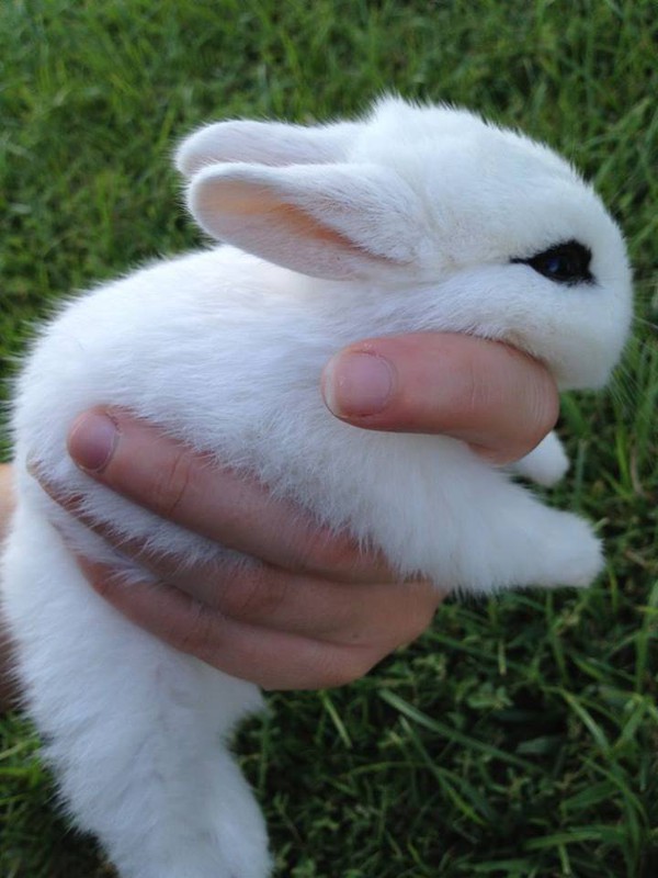 Gặp gỡ Dwarf Hotot, loài thỏ "kẻ mắt" dễ thương nhất thế giới 4