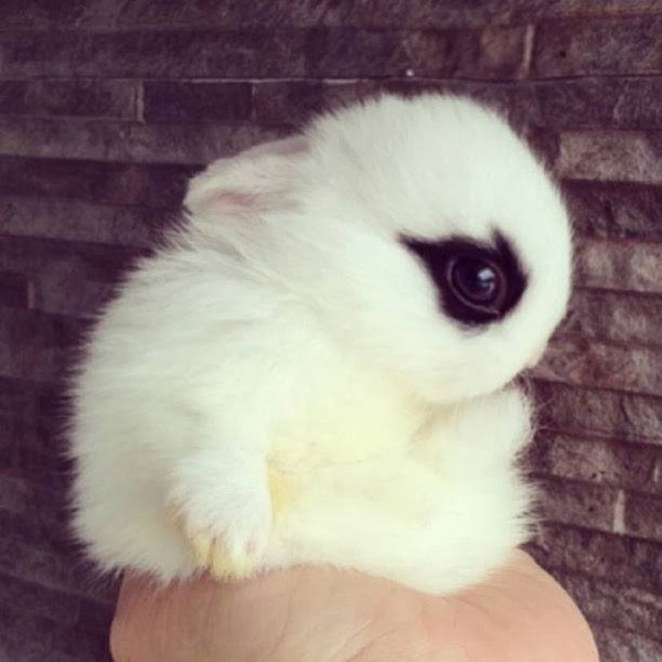 Gặp gỡ Dwarf Hotot, loài thỏ "kẻ mắt" dễ thương nhất thế giới 7