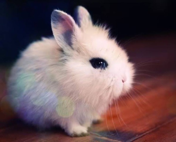 Gặp gỡ Dwarf Hotot, loài thỏ "kẻ mắt" dễ thương nhất thế giới 8