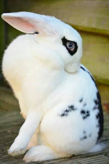 Gặp gỡ Dwarf Hotot, loài thỏ "kẻ mắt" dễ thương nhất thế giới 9