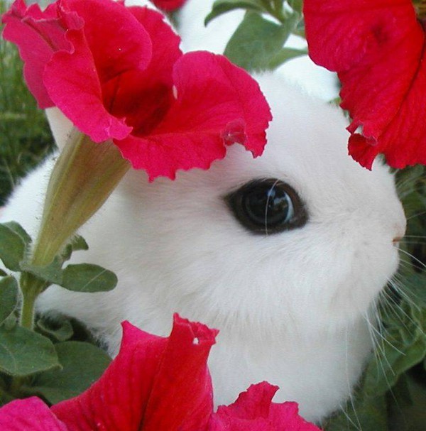Gặp gỡ Dwarf Hotot, loài thỏ "kẻ mắt" dễ thương nhất thế giới 10