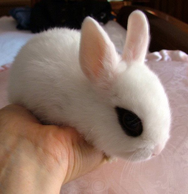 Gặp gỡ Dwarf Hotot, loài thỏ "kẻ mắt" dễ thương nhất thế giới 1