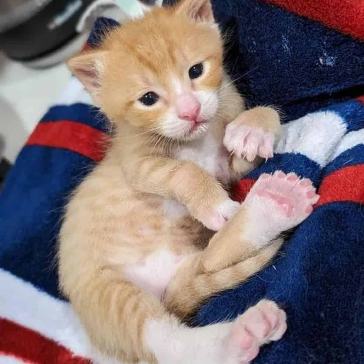 ginger kitten