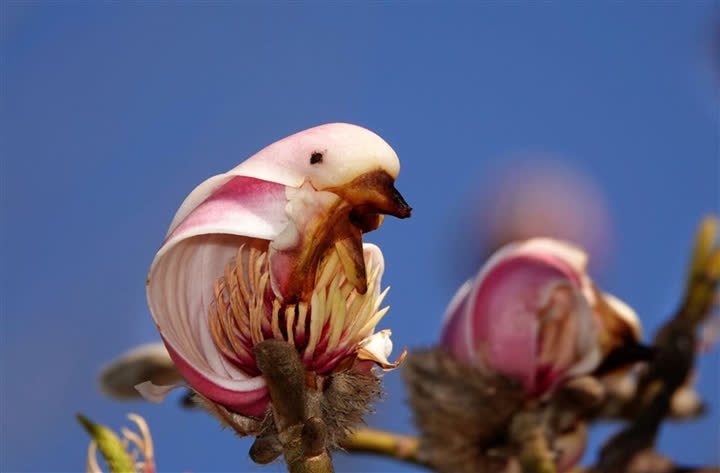 Những loài hoa lan có hình dáng bắt chước động vật cực đỉnh, "gây lú" đến mức không ai phân biệt được giả - thật - Ảnh 3.