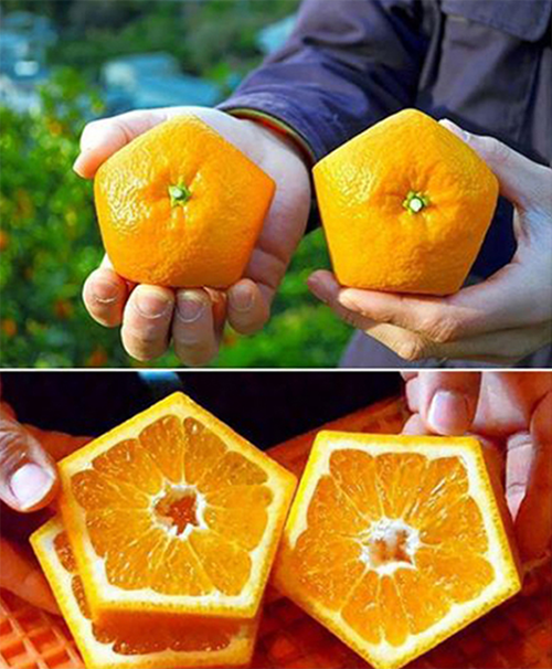 5 types of fruits with strange shapes, only found in Japan - 3