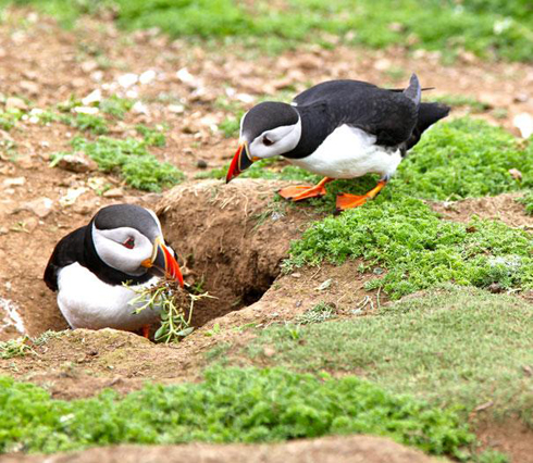 Chim cánh cụt rụt cổ chuẩn bị cho cuộc sống lứa đôi: Chúng làm nhà bên vách đá và để một chỗ làm nhà vệ sinh.