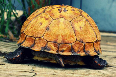 "Turtle