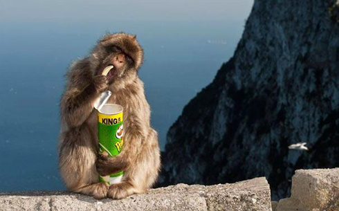 Khỉ ở Nhật Bản sử dụng tiền xu để mua snacks tại các máy bán hàng tự động.