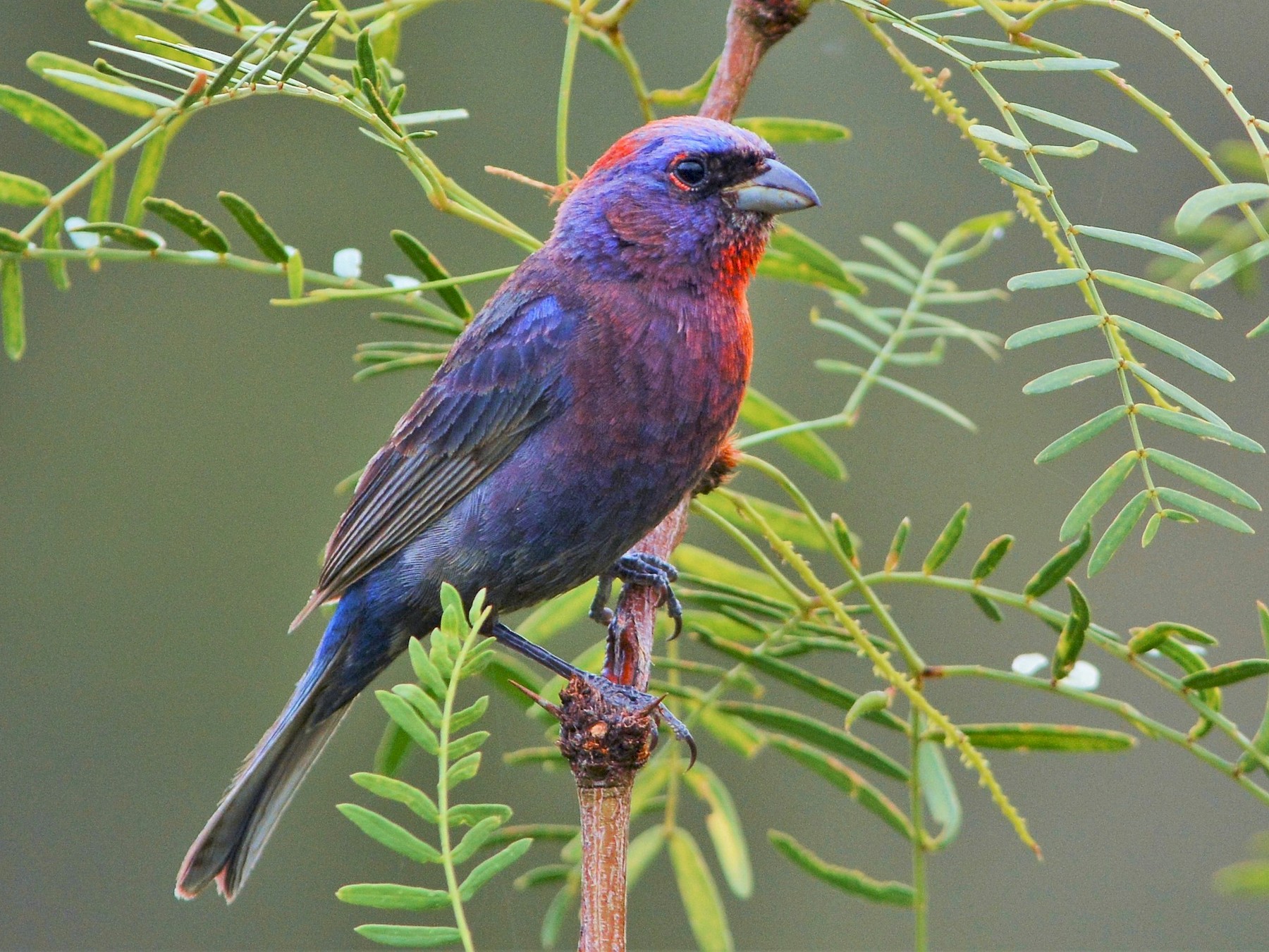 Varied Bunting - eBird