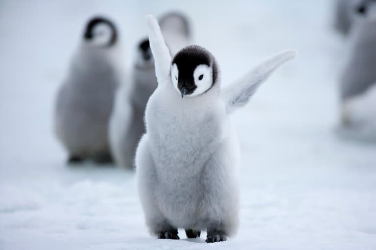 Cute Emperor Penguin Chick