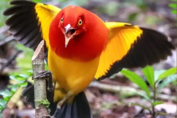 Flame Bowerbird - Forestry.com