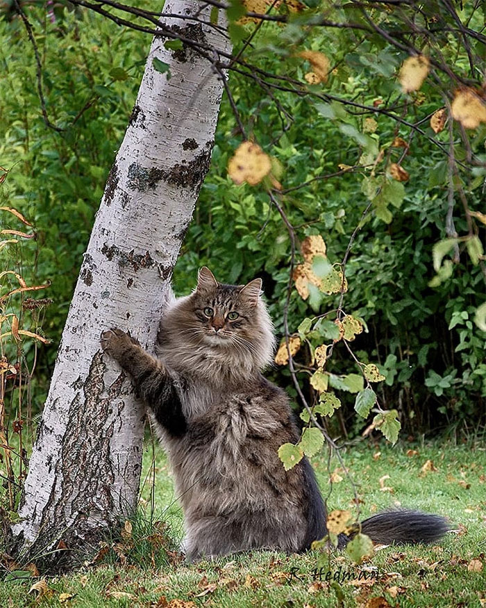 Norwegian-Forest-Cats-Sampy-Hiskias