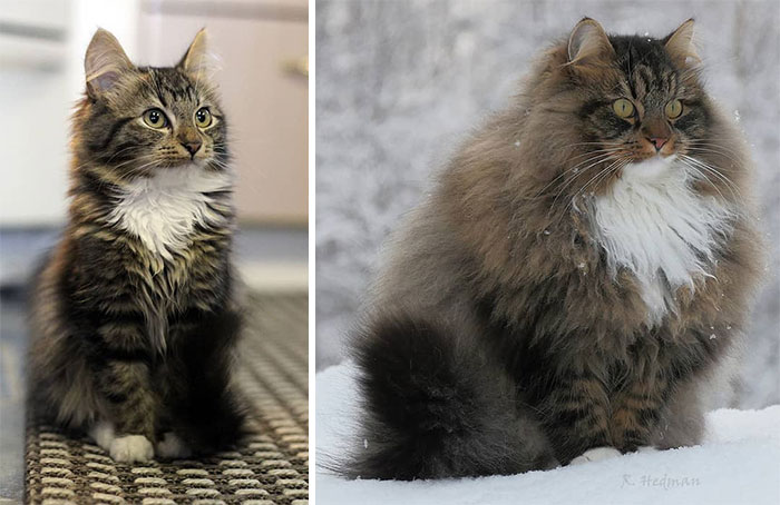 Norwegian-Forest-Cats-Sampy-Hiskias