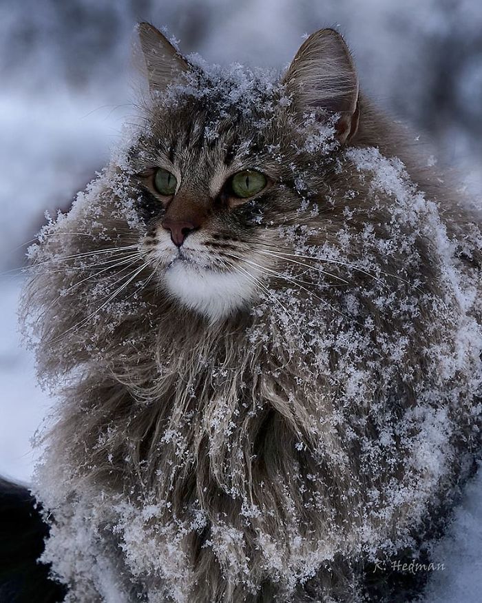 Norwegian-Forest-Cats-Sampy-Hiskias