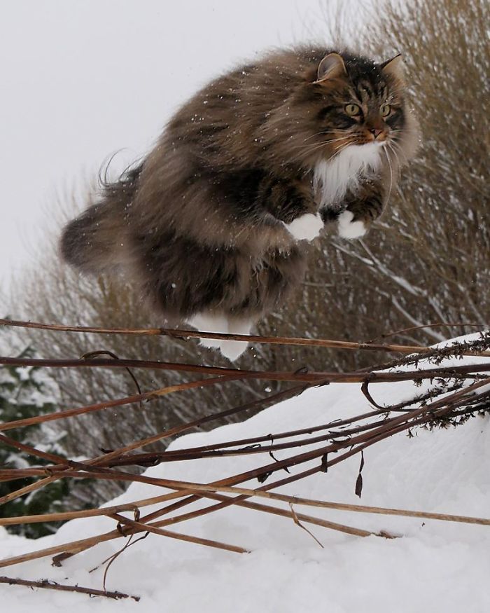 Norwegian-Forest-Cats-Sampy-Hiskias