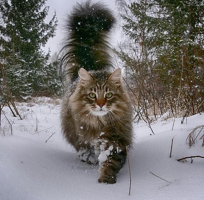 Norwegian-Forest-Cats-Sampy-Hiskias